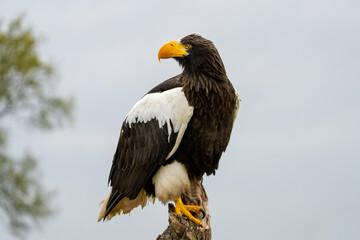 Steller's sea eagle sits on a stump against the background of sky and trees. The bird of prey looks to the left