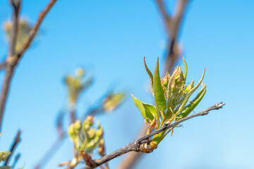 Leaves and buds on a pear branch in spring against a blue sky