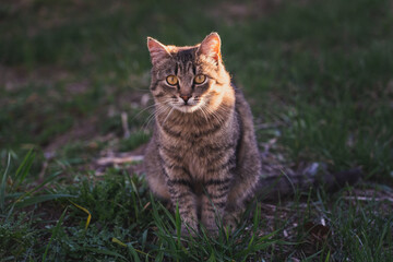 Naklejka na ściany i meble Gray cat sits on the grass during sunset