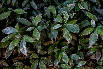 green leaves background