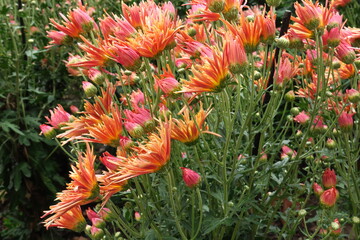 Beautiful daisy as background picture. daisy wallpaper, daisies in autumn. Crimea, botanical garden