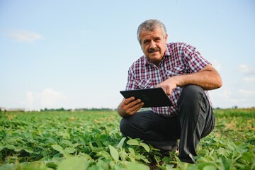 Naklejka na ściany i meble Farmer or agronomist examining green soybean plant in field