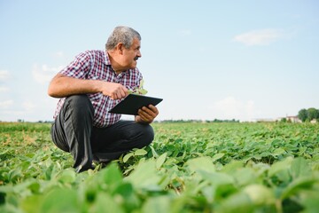 Naklejka na ściany i meble Senior farmer in soybean field examining crop at sunset.