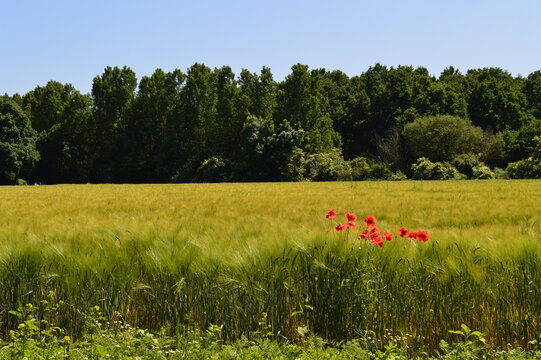 Niederrheinische Agrarlandschaft mit Mischwald, Braugerstenfeld und Klatschmohn - Sommer 2021