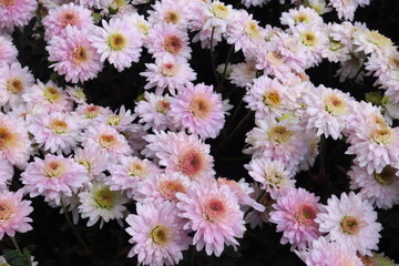 Beautiful daisy as background picture. daisy wallpaper, daisies in autumn. Crimea, botanical garden