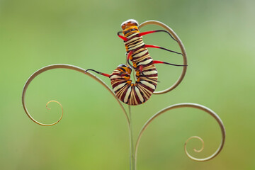 Beautiful Caterpillar on Leaf Edge