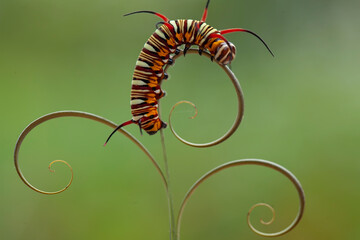 Beautiful Caterpillar on Leaf Edge
