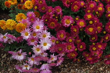 Beautiful daisy as background picture. daisy wallpaper, daisies in autumn. Crimea, botanical garden