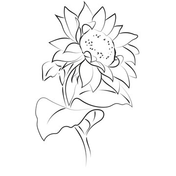 Outline drawing of sunflower, vector illustration