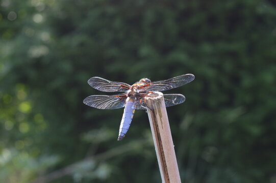 Junge m&auml;nnliche Plattbauch-Libelle (Libellula depressa) 