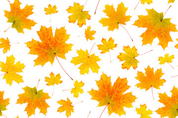 Seamless pattern of natural orange autumn leaves on a white background, as a backdrop or texture. Fall wallpaper for your design. Top view Flat lay