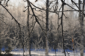 Frosty branches in subtle sunlight
