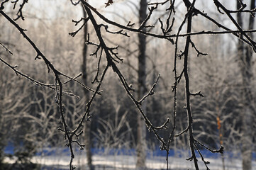 Frosty branches in subtle sunlight