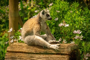 Lemur