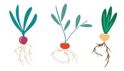 Root vegetables. Set of different tuberous vegetables with tops. Radish, turnips, onion. Gardening set. Perfect for a farm produce store postcards posters and printing. Vector flat illustration.