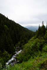 Beautiful green landscape with river and top of the mountains in the fog.