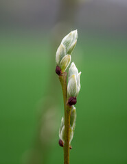 Green spring fresh leaves in sunshine