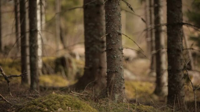 Close up shot of large tree trunks in the forest of Norway - with camera pan left