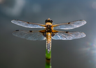 Vierfleck Libellula quadrimaculata Großlibelle Insekt Flügel Fleck Nodus Transparent Makro Nahaufnahme Details Beine Struktur Jagd Imago Abdomen Weiher Sumpf Moor Habitat Tümpel Wasser Schachtelhalm 