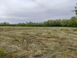 Fototapeta premium Field of cut grass, hay making
