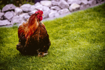 Schöner Hahn im Garten auf der Wiese