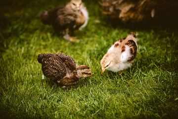 Wachteln Küken auf der Wiese beim Essen