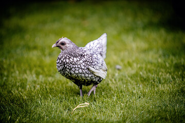 Weiße Henne auf dem Bauernhof