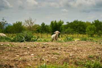 Portrait of A Lamb with Blurred Trees and Sky in Background