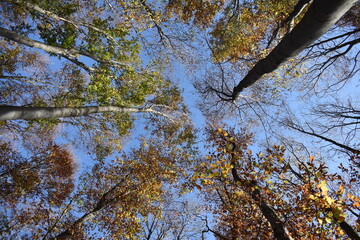 trees and sky