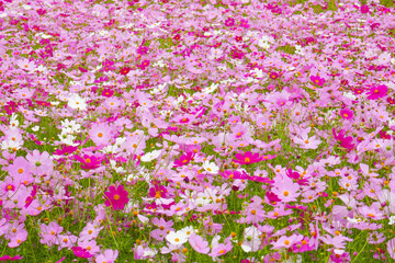 Naklejka premium コスモス畑