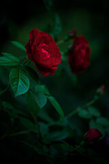 A bush of red blooming roses in the evening garden