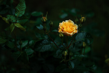 A bush of yellow blooming roses in the evening garden