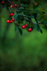 Berries of red ripe sweet cherry on tree branches in green foliage