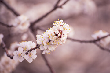 Apricot tree blossoms