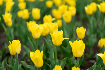 Obraz premium Yellow tulip flowers background outdoor