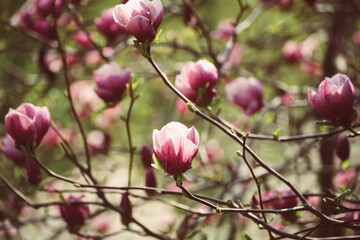 Magnolia spring flowers