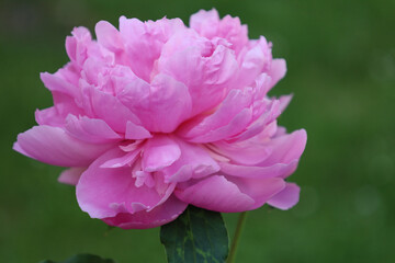 Bonn Germany June 2021 pink blossoming peony against green background in sunlight