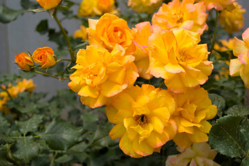 Naklejka na ściany i meble Beautiful blooming yellow roses in the garden.