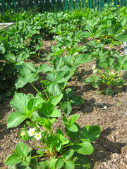 strawberries bloom in the spring on a bed in the garden