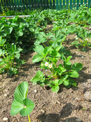 strawberries bloom in the spring on a bed in the garden