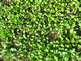Fototapeta na wymiar young radish grows on a bed in the garden