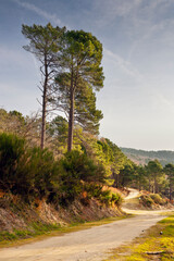 Pinos en el Camino de Los Hornillos. Avila. España. Europa.