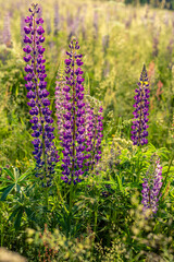 Łaki  Kaczawskie porośnięte łubinami w promieniach porannego słońca. © Radek