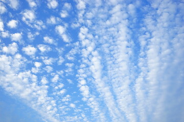 Obraz premium Cirrocumulus - うろこ雲