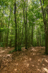 dense beech forest in summer. beautiful nature environment on a sunny day. tall trees in green foliage