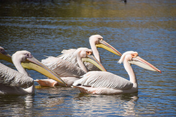 Resident pelicans in St James's Park, London, UK.