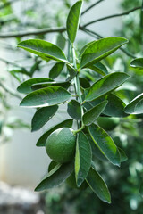 Sweetie green citrus fruit