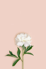 Top view beautiful fresh white peony flower with green leaves on pastel pink. Holiday minimal concept.