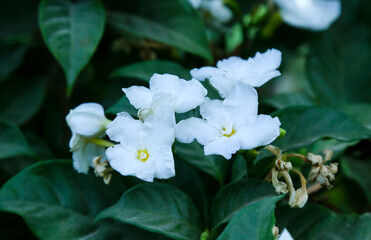 Jasmine white flower
