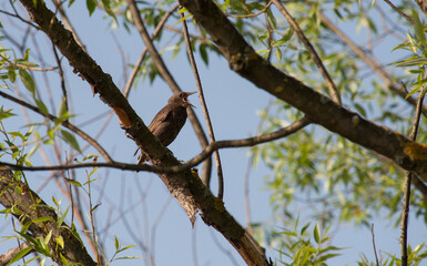 A starling in a tree sings a song